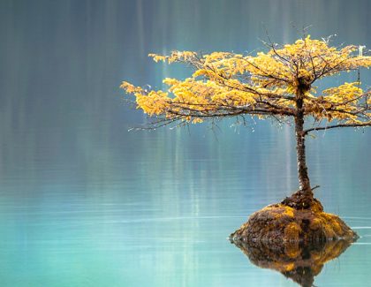 CPA Assist Health and Wellness Research Study: Open Participation