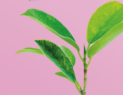 Strategic Priority: Smart Growth