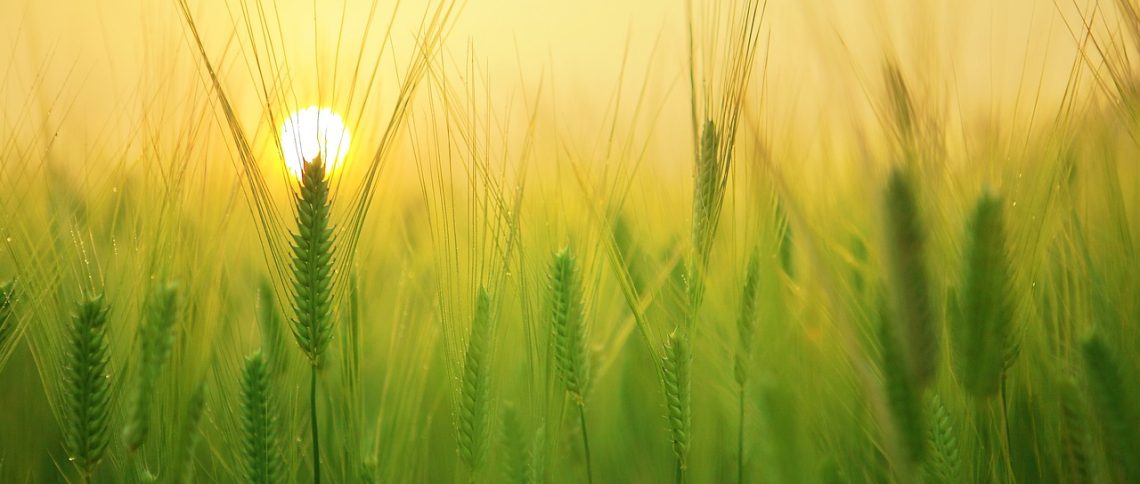 AcSB Exposure Draft – amendments to section 3041, Agriculture